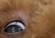 狗狗眼角发红，是怎么回事？（宠物眼部健康问题，预防与治疗）
