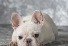 成年法斗（以成年法斗为主题的犬种特点和饲养要点）