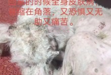 以比熊犬皮肤有斑点说明什么（揭开比熊犬皮肤神秘的斑点之谜）