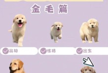 金毛幼犬断奶的最佳时间（金毛幼犬断奶的关键因素及注意事项）