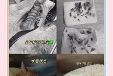 猫咪拔牙后多久可以正常进食的时间（猫咪拔牙手术后的饮食恢复及注意事项）