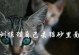 为什么猫不喜欢在猫砂盆里上厕所？（探究猫不使用猫砂盆的原因及解决方法）
