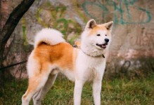日本柴犬与秋田犬的区别（如何辨别这两种日本犬）