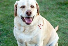 拉布拉多犬（探索拉布拉多犬的品种特点、历史与养育要点）