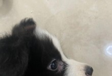 边牧幼犬剃毛的最佳时机（给你的边牧宝宝剃毛需要注意的时机和方法）