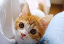 小猫拉肚子的原因和治疗方法（宠物主人必读——小猫拉肚子的应对策略）