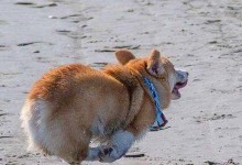 为什么以鹿犬要断尾？（探究鹿犬断尾的原因和影响）