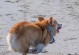 为什么以鹿犬要断尾？（探究鹿犬断尾的原因和影响）
