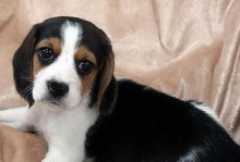 如何选择适合比格犬幼犬的毛色？（探索比格犬幼犬的不同毛色魅力）