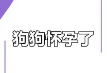 小狗怀孕周期及注意事项（小狗怀孕周期、饮食和保健指南）