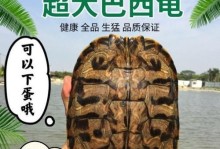 探秘火焰龟为什么老爱咬（揭开神秘的咬人习性之谜）