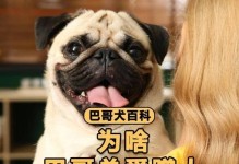 狗狗为何总是爱蹭人？（探究背后的意义与原因）
