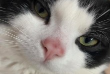 猫咪为什么会有黑鼻子？（探寻猫咪鼻子黑色的原因及其功能）