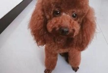 泰迪狗的饮食需求（了解泰迪狗喜欢吃什么肉以及其营养需求）