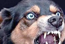 了解狗发作狂犬病的症状（保护宠物与自己的健康安全）