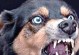 了解狗发作狂犬病的症状（保护宠物与自己的健康安全）