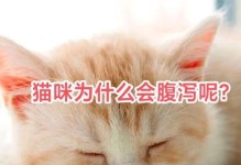 揭秘猫咪长年拉稀的原因（探究导致猫咪持续拉稀的内外因素及解决方法）