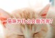 揭秘猫咪长年拉稀的原因（探究导致猫咪持续拉稀的内外因素及解决方法）