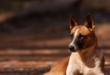 以小鹿犬怎么养？（五个关键点需要好好注意，让你的小鹿犬健康快乐成长！）
