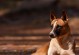 以小鹿犬怎么养？（五个关键点需要好好注意，让你的小鹿犬健康快乐成长！）