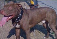 了解比特犬（探索比特犬的独特品种特点、性格和饲养技巧）