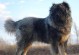 大型犬捕猎小犬价格调查（以宠物为主的商业利益与道德观念的抉择）