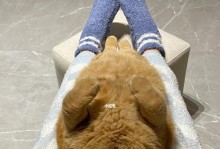 猫咪为何经常跳一会就躺下（探寻猫咪行为背后的原因）