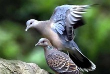 鸟类的特点及生态特征（探索鸟类独特的生物学特征和行为习性）