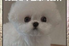 如何饲养比熊犬——训练指南（培养忠诚、友善和聪明的比熊犬）