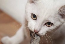 猫咪为何喜欢围着腿转？（探究猫咪转圈行为的原因及意义）