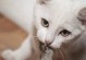 猫咪为何喜欢围着腿转？（探究猫咪转圈行为的原因及意义）