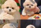 如何科学喂养两个月大的泰迪幼犬（营养均衡是关键，合理安排饮食是关键）