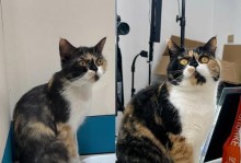 宅在家的猫——哪些品种的猫不爱出门？（揭秘宅猫的特点与品种，为您选择合适的伴侣猫提供参考）
