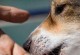 狗狗为何喜欢乱舔东西？（探究狗狗乱舔行为的原因与解决方法。）