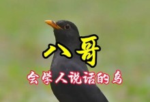 八哥说话的速度与时间（探究八哥学习说话所需的时间和教学效率）