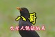 八哥说话的速度与时间（探究八哥学习说话所需的时间和教学效率）