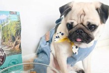 白色狗狗美毛食谱大揭秘