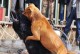 比特犬能打败哪些狗？（揭秘比特犬在犬类中的实力强弱对决）