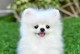 博美犬（探究博美犬的受欢迎原因及其特点）