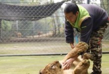 大猫爱打滚的原因（揭秘宠物猫咪的行为习惯和心理状态，探寻背后的原因）