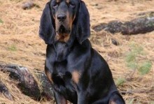 树丛浣熊猎犬