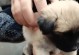 几十元钱能买什么幼犬？（寻找价格实惠的宠物伴侣）