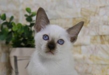 暹罗猫的价格及市场行情分析（了解暹罗猫的价格走向，选择适合自己的宠物伙伴）