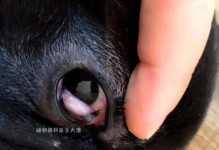 狗狗眼科疾病大解析（揭开狗狗眼睛健康的秘密）
