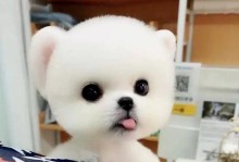 10种受欢迎的小型犬，寿命与护理注意事项