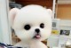 10种受欢迎的小型犬，寿命与护理注意事项