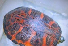 深入了解火焰龟的三种不同品种（普通火焰龟、宽纹火焰龟与翅膀火焰龟的特征与区别）
