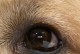 宠物小狗菜花瘤的治疗方法（以小狗菜花瘤的成因和预防为切入点，深入探讨有效治疗方案）
