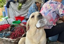 拉布拉多犬的饮食习惯与长胖问题（探究拉布拉多犬易胖原因及解决办法）