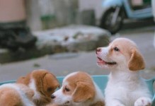 15天的狗仔饮食秘密曝光（揭秘狗仔每天吃的特殊食物和营养需求）
